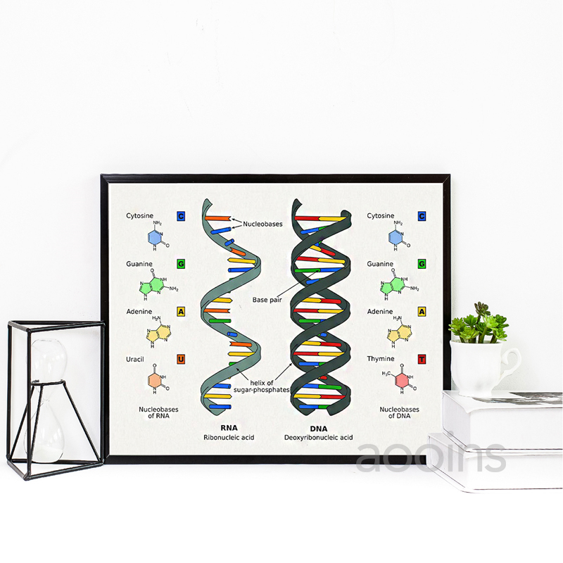 DNA สิทธิบัตร Wall Art Genetic - Star Map Poster บทวิจารณ์และราคา